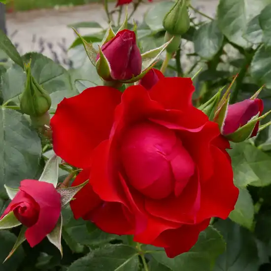 Trandafiri Floribunda - Trandafiri - Black Forest Rose® - 